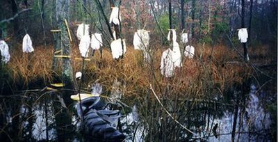 Swamp