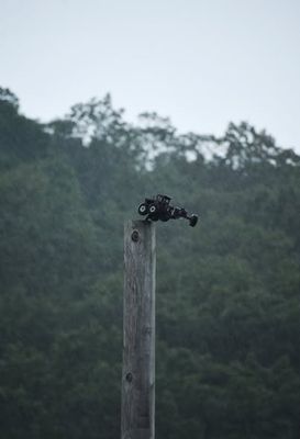 Another Telephone Pole