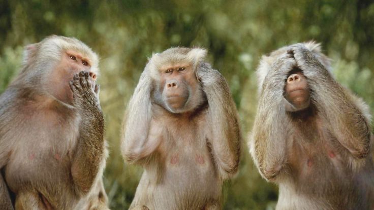 Three Monkies